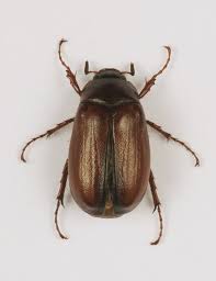 Black Beetle Like Bug In House Godofinsects Com May Beetle Phyllophaga Spp Bug Tattoo Beetle Tattoo Beetle