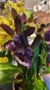 Image result for Rhipidoglossum densiflorum