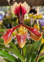 Image result for Chloris mossambicensis