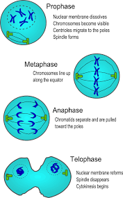 Draw the animal cell cycle. Animal Cell Png Free Download Anaphase Drawing Animal Cell Mitosis Mitosis Diagram 184051 Vippng