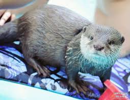 They will go through every inch of your home, finding and playing with. Best Places To Swim With Otters In The Usa Tripelle