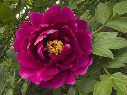 Class 10 > class 10 questions > what is an ion? 31 Types Of Peonies All Colors Bloom Types And Varieties Home Stratosphere