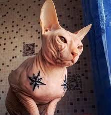 Чтобы расширить свой креативный потенциал, обратитесь к полезным статьям, представленным на нашем сайте. Tatuirovki Na Koshkah Mogut Priravnyat K Zhestokomu Obrasheniyu S Zhivotnymi