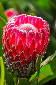 With the use of many different materials, it managed to match industrial with tradition as well. Pin On Protea
