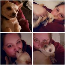 Lost Dog in Corbin, Kentucky