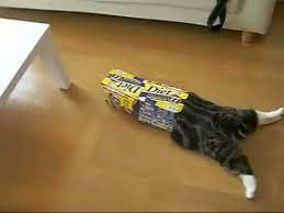 We did not find results for: I Am Maru The Stunt Cat The Melophonic Remix Youtube