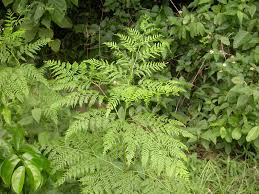 Image result for Cyathea mildbraedii