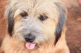 Check spelling or type a new query. Shih Tzu Golden Retriever Mix Facts Information