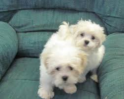 Find the perfect shih tzu puppy for sale in jacksonville florida, fl at puppyfind.com. Mal Shi Maltese X Shih Tzu Puppies Ckc For Sale In Jacksonville Florida Classified Americanlisted Com