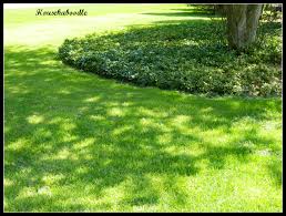 Fungal mats develop under the bark on the trunks and major branches of infected red oak trees. Pachysandra Periwinkle And Flowering Crabapple Tree