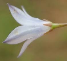 Image result for Wahlenbergia undulata