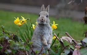 How to get rid of rabbits from your garden. How To Keep Rabbits Out Of Your Garden The Field