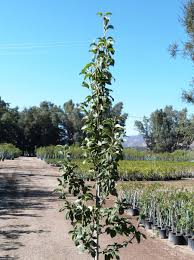 Image result for Pyrus