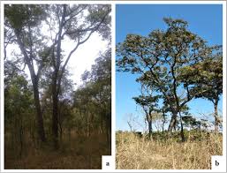 Image result for Bobgunnia madagascariensis