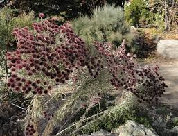 Image result for Vernonia kirkii