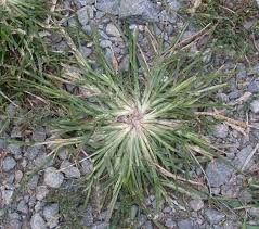 Image result for Eleusine