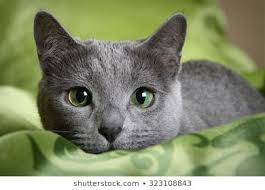 free image on pixabay cat russian blue look eyes russian blue russian blue cat cats