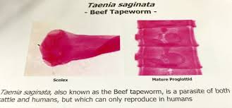 Image result for Beef Tapeworm