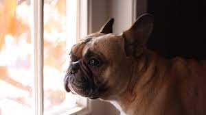 9 Signs Your Dog Misses You While You Re Gone The Dog People By Rover Com