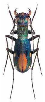 cylindera gracilis amazing like embroidery or a piece of jewellery 甲虫類 ハンミョウ 配色