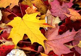 We did not find results for: Phoenix Fall Bucket List Best Things To Do In Autumn In Arizona