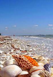 Maybe you would like to learn more about one of these? Shell Beach Sanibel Island Florida Usa Top Destinations1 Sanibel Island Shell Beach Sea Shells