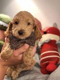 Teacup Labradoodle Mini Labradoodle Puppies For Sale Black Reds Labradoodle Puppy Labradoodle Puppies For Sale Mini Labradoodle Puppy