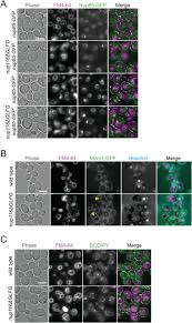 Maybe you would like to learn more about one of these? Nuclear Envelope Vacuole Contacts Mitigate Nuclear Pore Complex Assembly Stress Biorxiv