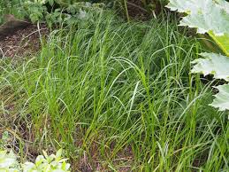 Image result for Cyperus longicarpus