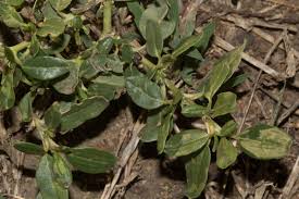 Image result for Zaleya