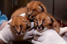 Caracal kittens are adorable, and quirky. Caracal Kitten For Sale Online Buy Caracal Kitten Online