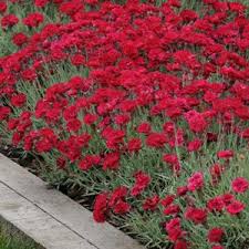 Image result for Dianthus