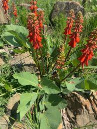 Image result for Erythrina zeyheri