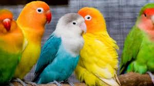 نتيجة بحث الصور عن صور عصافير ملونة Burung Beo Burung Burung Cantik