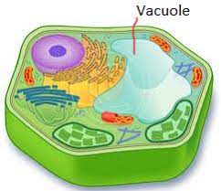 Most plant cells have a single central vacuole which takes up to 30% of the individual cell's volume and many species of plants have different kinds of animals cells tend to have a larger number of individual vacuoles than plant cells, although some animal cells tend to have no vacuoles at all. 15 The Cell Ideas Cell The Cell Plant Cell