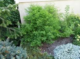 Image result for Taxodium