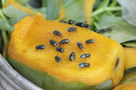 I enjoy learning about new pest control strategies and attempt to share everything i learn at neverpest.com to create a reliable resource for people dealing with all sorts of pest issues. How To Get Rid Of Fruit Flies In The House Cleanipedia