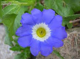 Pin On Garden Ideas
