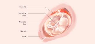 Priests for life is grateful to professor andrzej skawina (collegium medicum. 17 Weeks Pregnant Symptoms And Baby Development Pampers