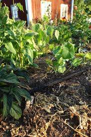 How to water plants for healthier growth. Watering With A Soaker Hose Sara S Kitchen Garden