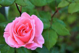 Check spelling or type a new query. Rose Spring Pink Nature Flower Romantic Plant Love Beautiful Blooming Pxfuel