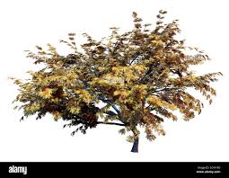 Image result for Acacia afra
