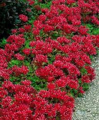 Introducing Bakker Com Shade Plants Plants Ground Cover Plants