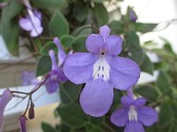 Image result for Streptocarpus umtaliensis