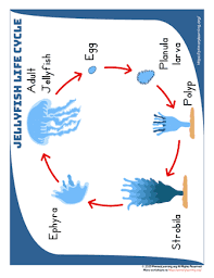 Cubozoans also undergo gametic meiosis. Jellyfish Life Cycle Anchor Chart Primarylearning Org
