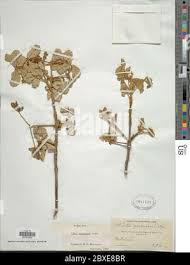 Image result for Vitex mombassae