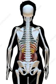 The ribs are elastic arches of bone, which form a large part of the thoracic skeleton. Female Ribs And Body Organs Illustration Search Science Photo Library