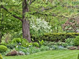 Free shipping on all orders over $99 from the tree center with arrive alive guarantee. 10 Tips For Planting Under Trees