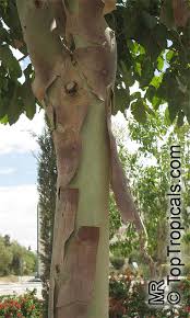 Image result for Eucalyptus torelliana