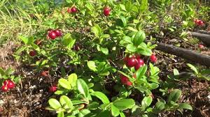 Image result for Gymnosporia tenuispina